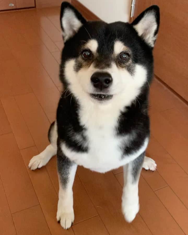 のインスタグラム：「朝ごはんパタパタ🐾 いつもと違う角度Version🐾🐾 #エンドレスパタパタ #パタパタ豆 #ごはん待ち柴男子くらぶ #kuroshiba #blackshiba #shibainu #shibastagram #instadog #dogstagram #柴犬 #黒柴 #黑柴 #癒し犬 #いぬら部 #ふわもこ部 #柴犬部 #モフモフ生命体 #柴犬のいる暮らし #柴犬のいる生活 #わんこのいる暮らし #わんこのいる生活 #わんこと一緒 #わんダ動 #わんだふるjapan #taptaptap #happyfeet」