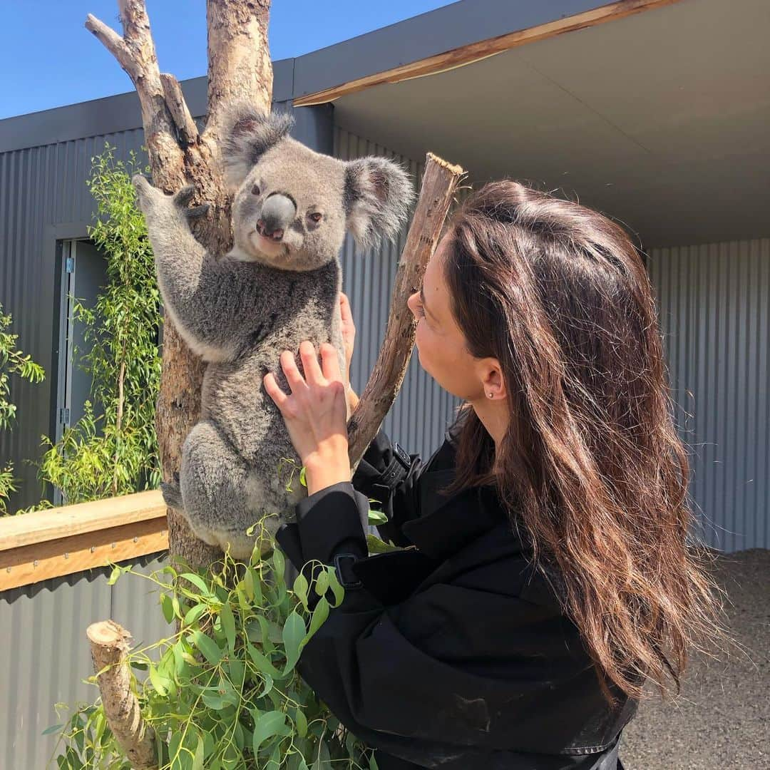 ケイティ・ホームズさんのインスタグラム写真 - (ケイティ・ホームズInstagram)「I loved spending time with the koalas at the Sydney zoo. I Am so sad that so many koalas in the wild were lost in the fires. Many are being treated in koala hospital. If you would like to donate, please visit this site. https://www.koalahospital.org.au/shop/donation」11月17日 7時52分 - katieholmes