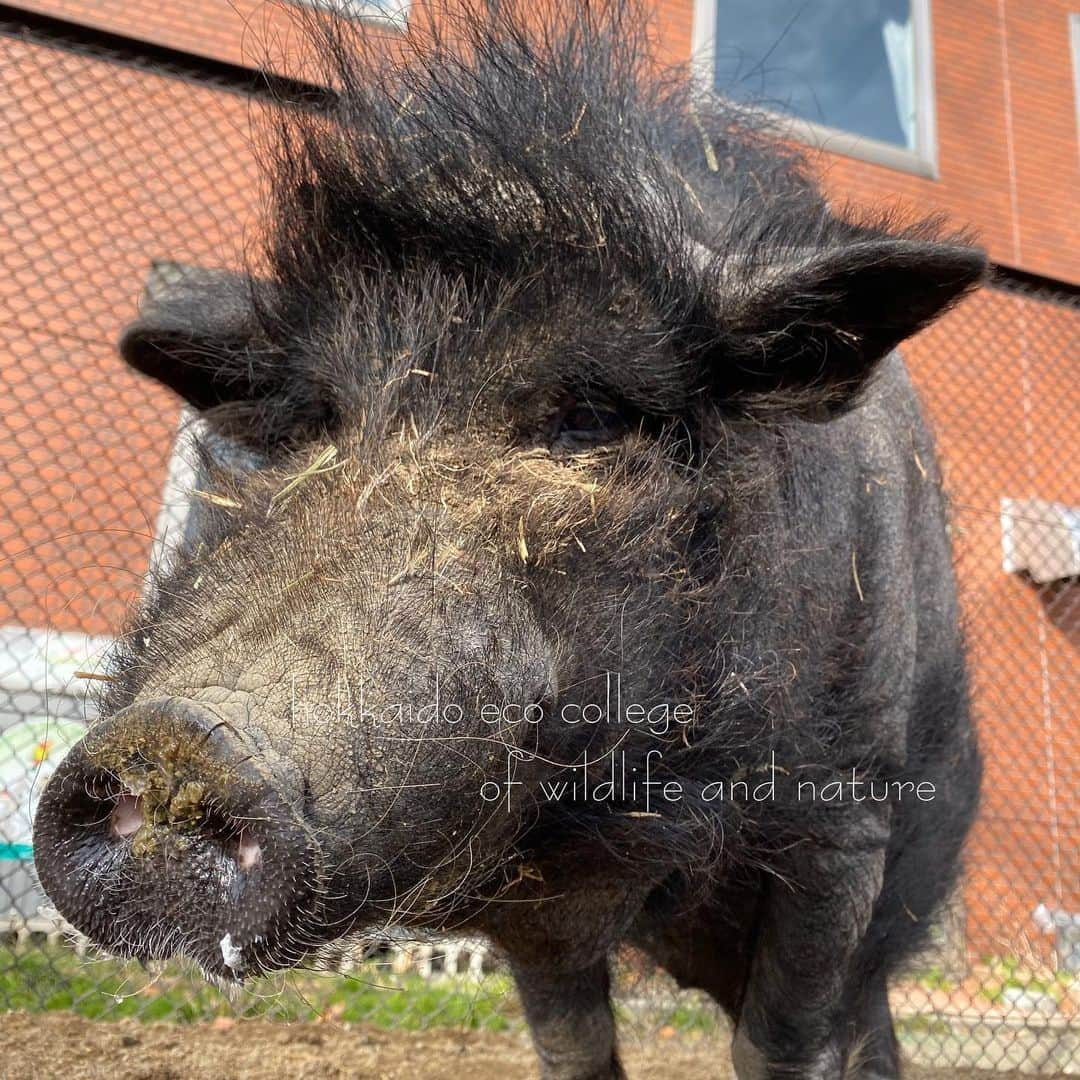 hokkaidoecoさんのインスタグラム写真 - (hokkaidoecoInstagram)「シュー君🐷  #北海道エコ #動物 #専門学校 #ミニブタ #シュー #おじいさん #久しぶりの #お散歩 #まだまだ元気 #鼻にご飯ついてますよ」11月17日 8時38分 - hokkaidoeco