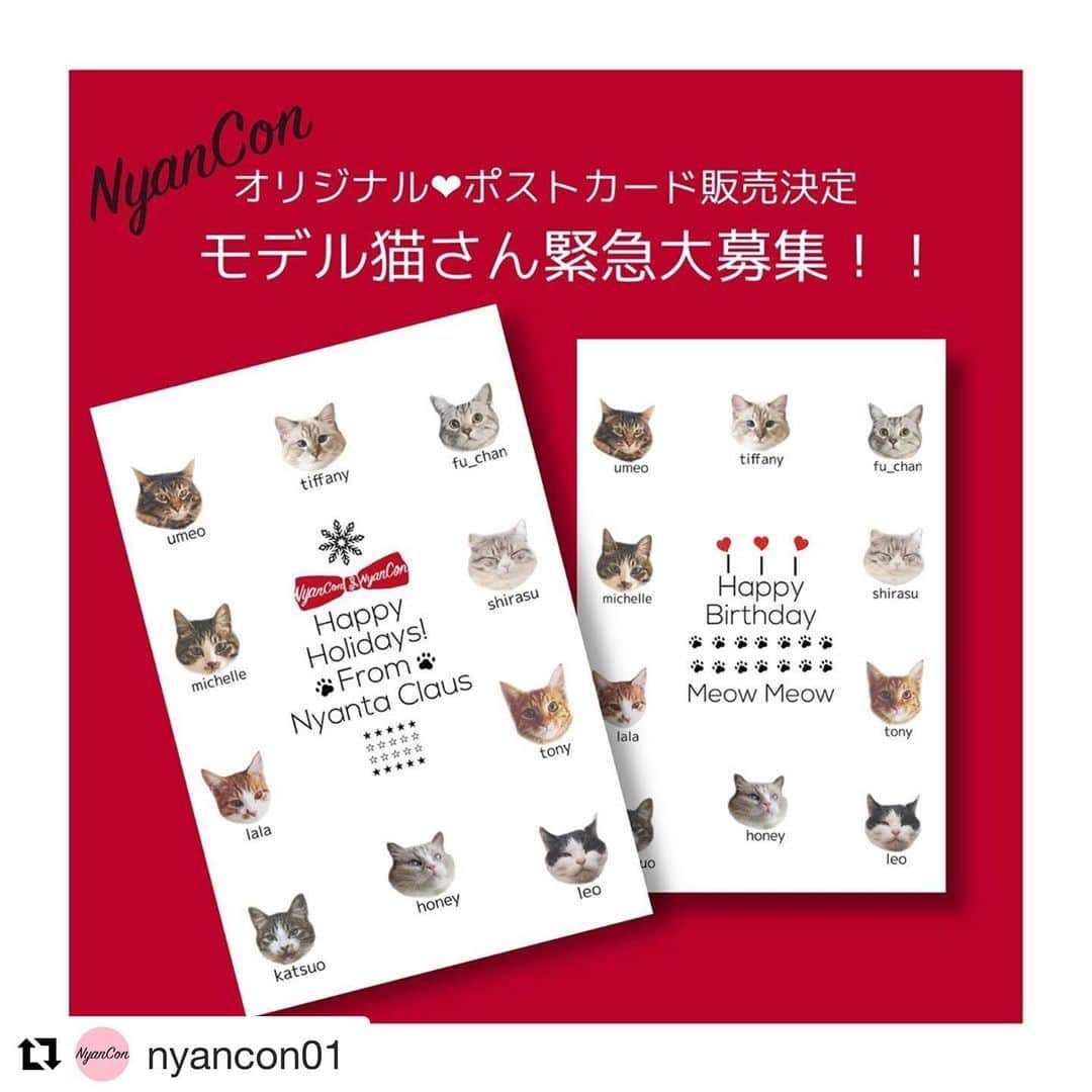 mayumiさんのインスタグラム写真 - (mayumiInstagram)「20191117 ✩  #Repost @nyancon01 with @get_repost ・・・ ◌🎄🎂NyanConオリジナル❤︎ポストカード【モデル猫さん緊急大募集‼️】 ◌ NyanConオリジナル❤︎ポストカードの販売にともないまして、にゃんと🐱！ ポストカードにお名前入りで掲載させていただくモデル猫さん100ニャンを大募集します🙌🎉 ◌ 今回は応募期間が短いです‼︎ みにゃさま締切を要チェックですにゃฅ˒˒ ❤️ ◌ 🐾 応募概要 🐾 ◌ 応募締切 2019.11.17 sun 23:59 ☜重要！ ◌ 応募条件 ① @nyancon01 をフォロー ② #にゃんと素敵なひととき をつけて愛猫ちゃんのお写真を投稿 ③ この投稿をリポスト ◌ 🧡期間中何回投稿してもOKです！ 💛お写真は #にゃんと素敵なひととき をつけて投稿いただいた中から採用させていただきます 🧡ご応募には、この告知投稿のリポストが必須です ◌ 🏆11月下旬に @nyancon01 で発表させていただきます ◌ #ポストカード #Postcard #グリーティングカード #猫 #cat #ネコ #ねこ部　#catsofinstagram #にゃんすたぐらむ #にゃんだふるらいふ #ふわもこ部 #みんねこ #ねこら部 #にゃんこ #猫との暮らし #ねこ写真 #保護猫 #保護猫と暮らす #猫好きさんと繋がりたい #モデル猫 #nyancon01 #ニャンコン」11月17日 8時49分 - imuyamotas