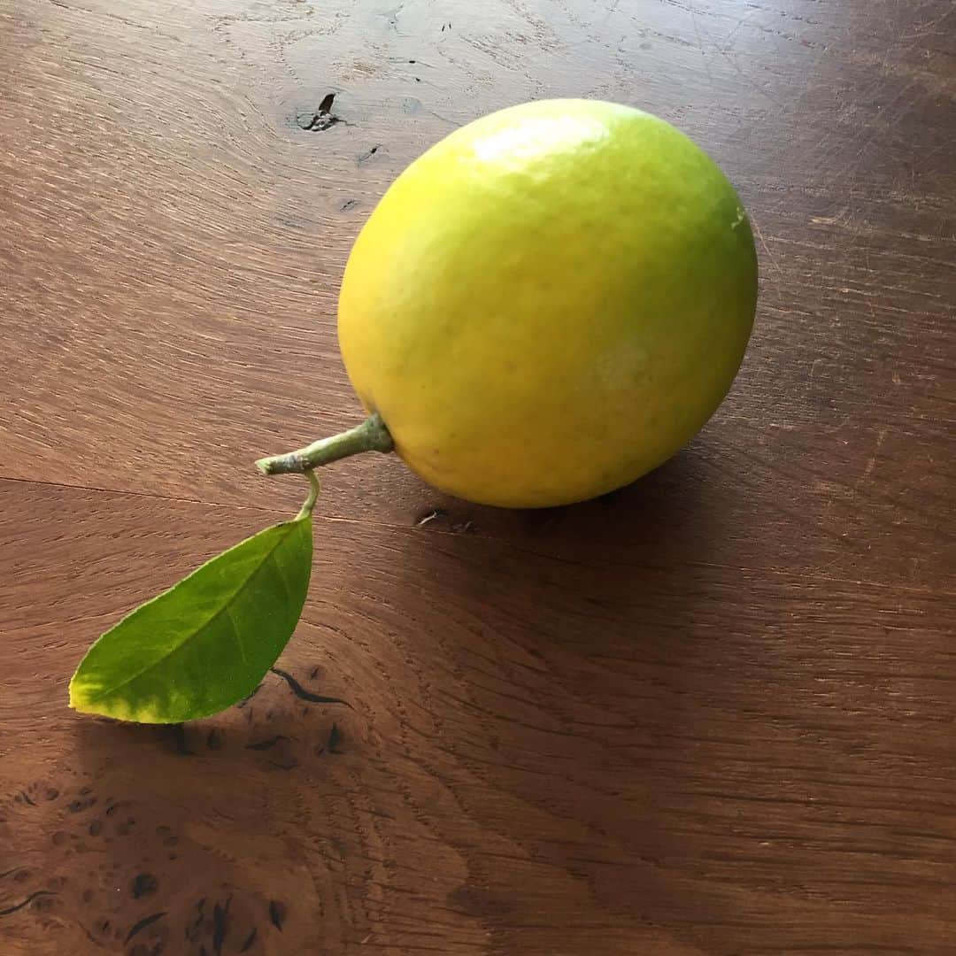 風祭ゆきのインスタグラム：「犬友さん宅で成ったレモンをいただきました。 うちも数年前にレモンの樹を植えたくて探したことがあったのですが、季節的に良い苗が見つからず、思い余って甘夏みかんを買ってしまった😭  やっぱりレモン🍋欲しい〜〜❤️ #レモン #甘夏 #柑橘系 #収穫」