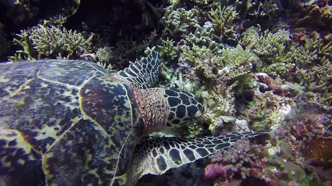 のインスタグラム：「Video by @JenniferhayesIG | A hawksbill sea turtle  uses its strong beak to break apart coral to get to its favored meal of sponges. On this particular dive in Tubbataha Reefs Natural Reefs Park, Philippines, we were decompressing in a shallow coral meadow surrounded by at least a dozen of these creatures patrolling the reef looking for a snack. It was wonderful to watch but equally wonderful to hear them eating. Tubbataha Reefs Natural Park is a UNESCO World Heritage site and a successful marine protected area located in the center of the Sulu Sea. It was heartening to see so many of these critically endangered sea turtles on a single dive within a marine sanctuary. Follow @JenniferHayesIG for more ocean images. #Ocean #Seaturtle #SoundsOfEarth #Philippines #Tubbataha」