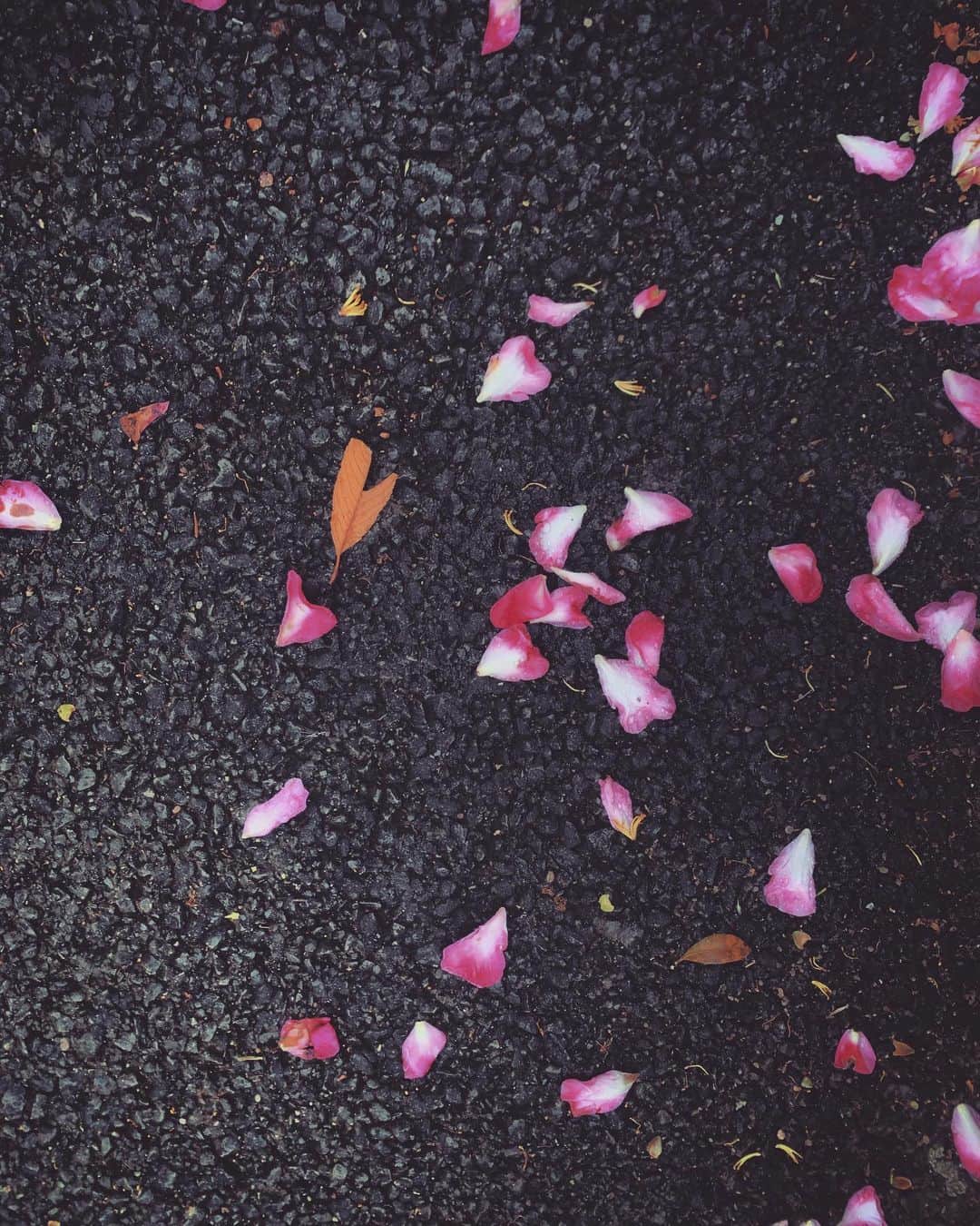 澤田友美さんのインスタグラム写真 - (澤田友美Instagram)「. 朝、ｳｫｰｷﾝｸﾞしてたらピンクの綺麗な花びらが。🖼みたい✨ . . #さざんか」11月17日 10時54分 - tomomi__sawada