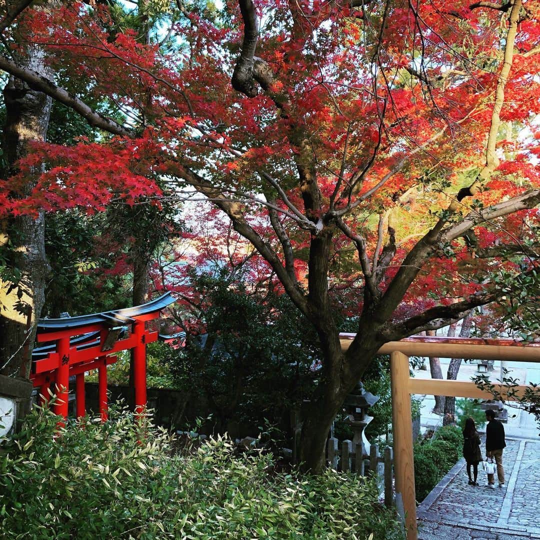 武藤昭平さんのインスタグラム写真 - (武藤昭平Instagram)「昨日は京都SOLE CAFEありがとうございました！また京都で、出来ればゆっくりしたいです。昨日のライブ前にソールカフェ裏の今宮神社に参拝。本日11/17は浜松GRINDHOUSEにて武藤ウエノワンマン。よろしくお願いします！#武藤昭平withウエノコウジ #武藤昭平 #ウエノコウジ #神社 #御朱印 #shrine」11月17日 11時39分 - syoheimuto