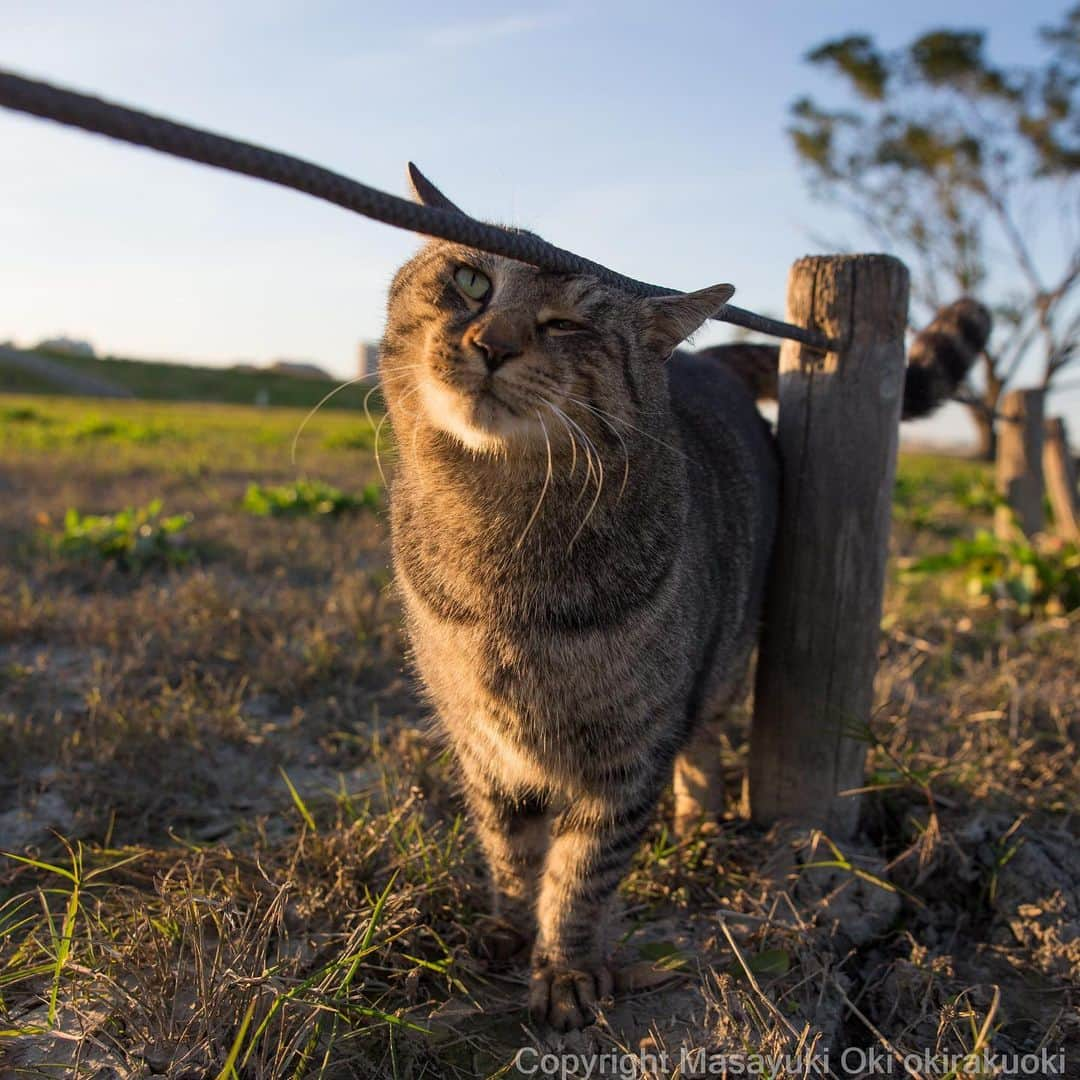 Masayukiさんのインスタグラム写真 - (MasayukiInstagram)「なにするんだっけ。  #cat #ねこ」11月17日 21時25分 - okirakuoki