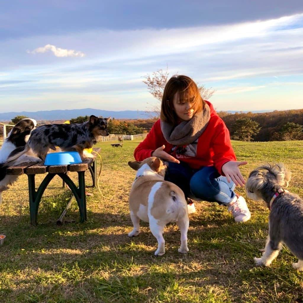 Sareeeさんのインスタグラム写真 - (SareeeInstagram)「今日は久しぶりにチャンプと思いっきり遊んできました🐶🌻 動物達に癒された〜！！ チャンプが嬉しそうでよかった〜😊✨ これで明日からまた頑張れる！🔥 #Sareee自主興行  まで後16日！！ チケットが残り僅かとなりました✨ ご購入して下さった方、本当にありがとうございます🙏  #Sareee  #女子プロレス #ディアナ #プロレス #フレンチブルドッグ #犬 #動物」11月17日 21時37分 - sarray_wwe