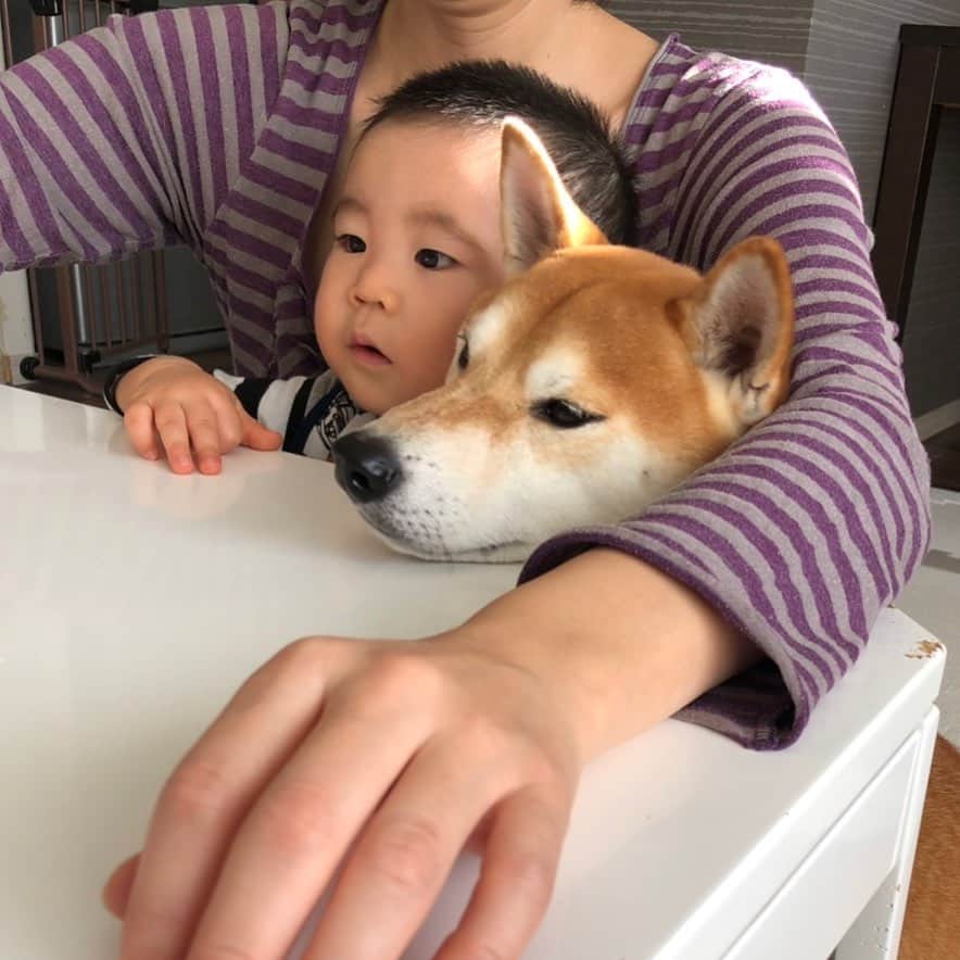 高橋みゆきのインスタグラム：「今日も可愛い2人でした👶💕🐶おやすみなさい💤🌙 #仲良し兄弟 #クラ吉兄 #弟は後から無理やり入ってくるよ💕 #幸せ」