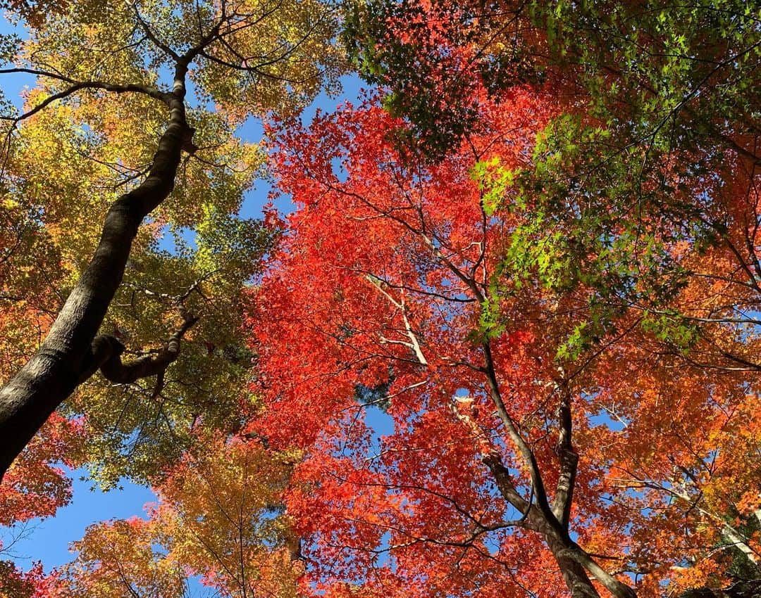 KAZUKI さんのインスタグラム写真 - (KAZUKI Instagram)「食欲の秋と紅葉の秋をいただきました🍁 #有馬 #リフレッシュ #温泉大好き」11月17日 22時05分 - kazuki_noma