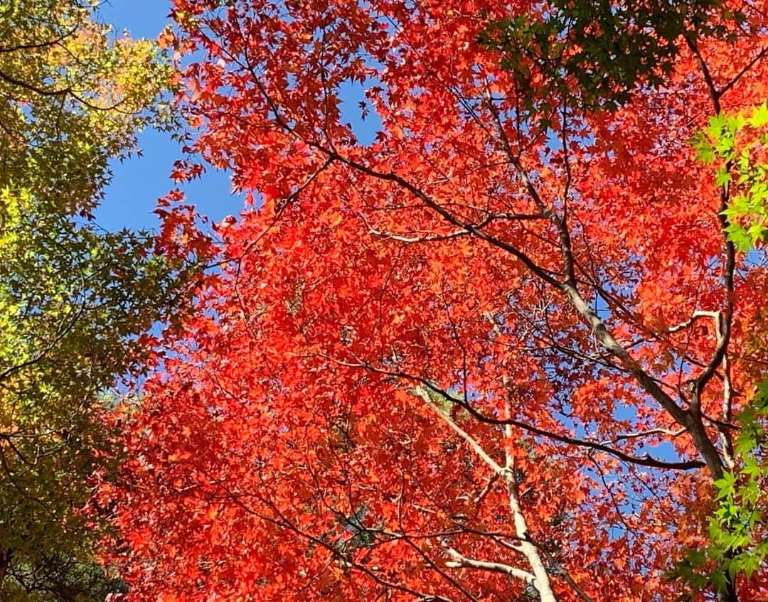 KAZUKI のインスタグラム：「食欲の秋と紅葉の秋をいただきました🍁 #有馬 #リフレッシュ #温泉大好き」