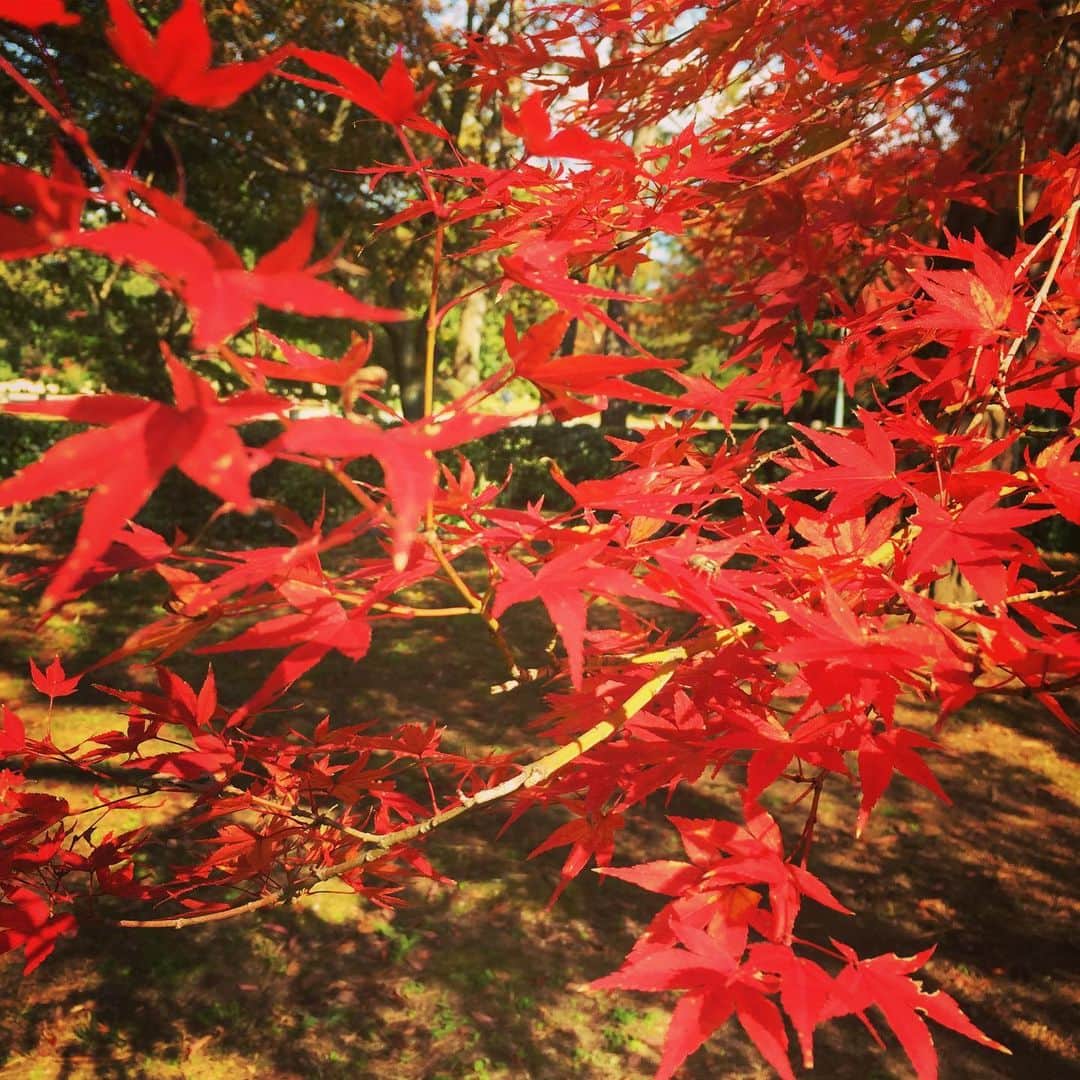 岸田繁さんのインスタグラム写真 - (岸田繁Instagram)「美しい一日」11月17日 22時05分 - kishidashigeru
