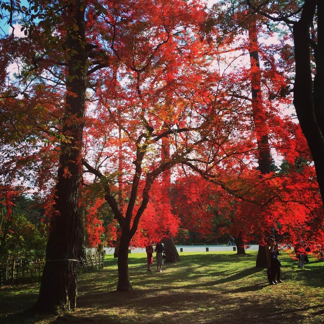 岸田繁さんのインスタグラム写真 - (岸田繁Instagram)「美しい一日」11月17日 22時05分 - kishidashigeru