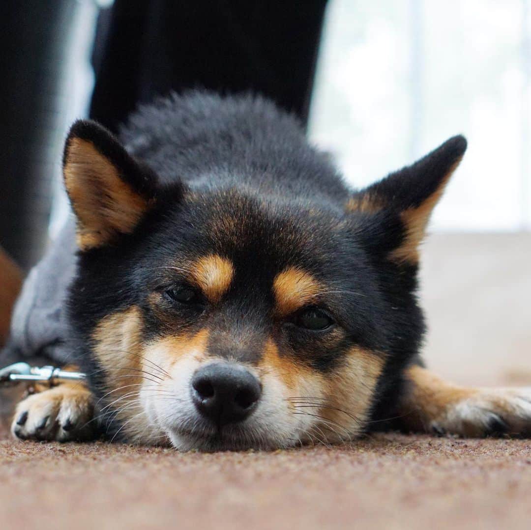 黒豆柴こむぎのグルメインスタ
