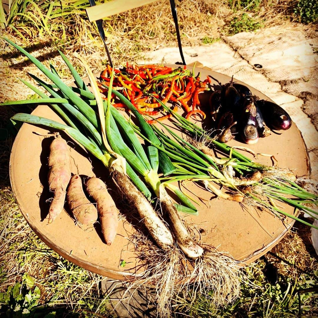 小野武正さんのインスタグラム写真 - (小野武正Instagram)「芋とネギと唐辛子と茄子を収穫🍠🌶🍆🥺✨ @joe.ishida  @tendotfive  @iroha_farm  #いろは農園」11月17日 14時37分 - onotkm3