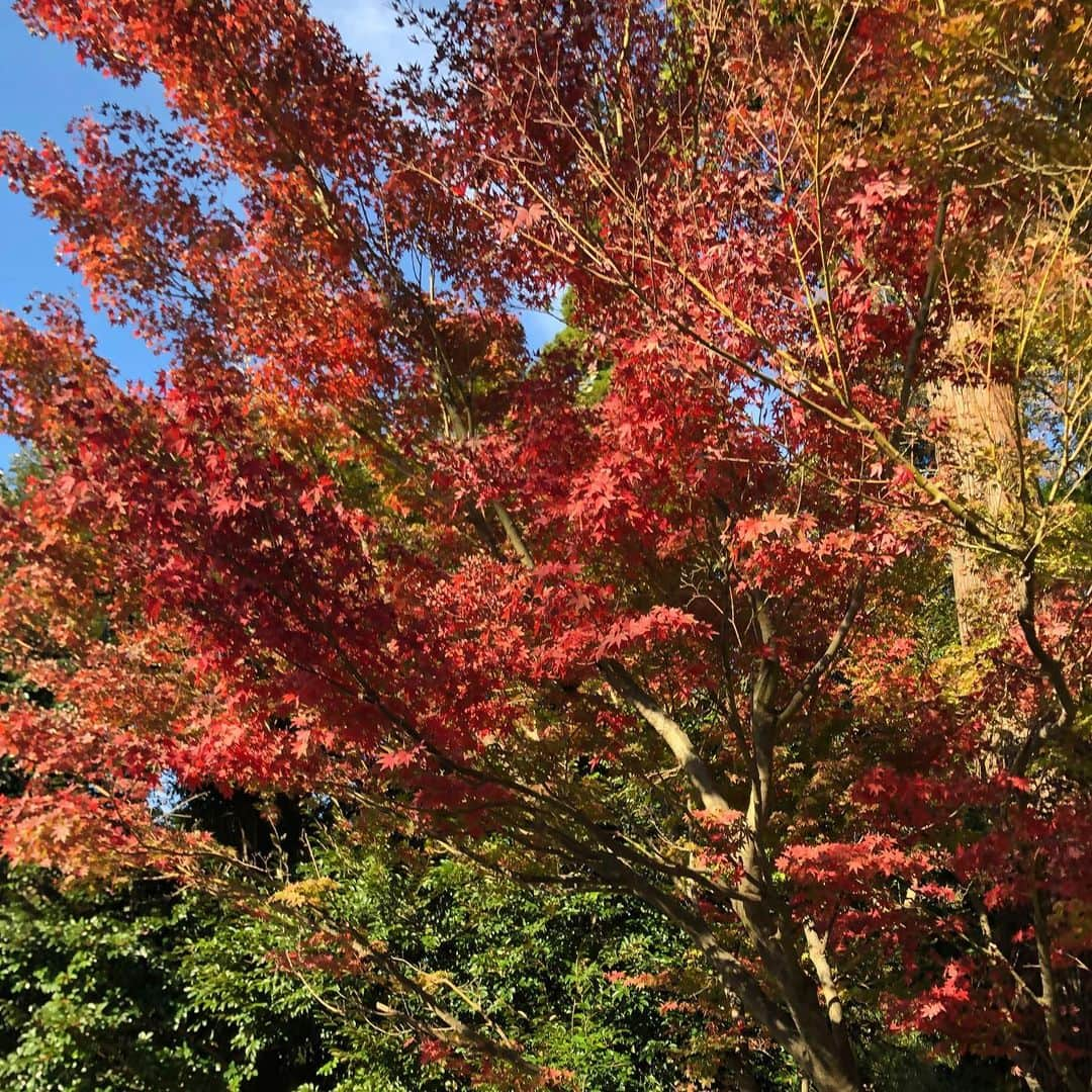 たいせいのインスタグラム：「いざ鎌倉w @円覚寺」