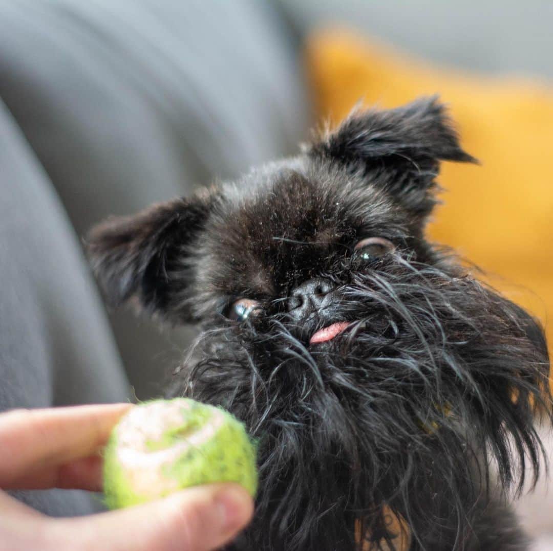 のインスタグラム：「When dad threw the ball but you can’t find it then you turn around and HE STILL HAS THE BALL 🤯」