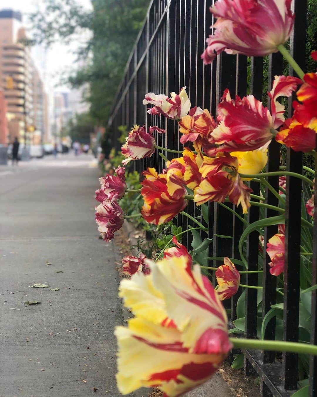 長谷川潤さんのインスタグラム写真 - (長谷川潤Instagram)「“May the flowers remind us why the rain was so necessary” -Xan Oku  なぜ雨が降る必要がそんなにあったのか、花を見て思い出しましょう🤗　(嫌な事や大変な時期があっても、そこから新たな機会やチャンスが必ず生まれる🌿)」11月17日 15時12分 - liveglenwood