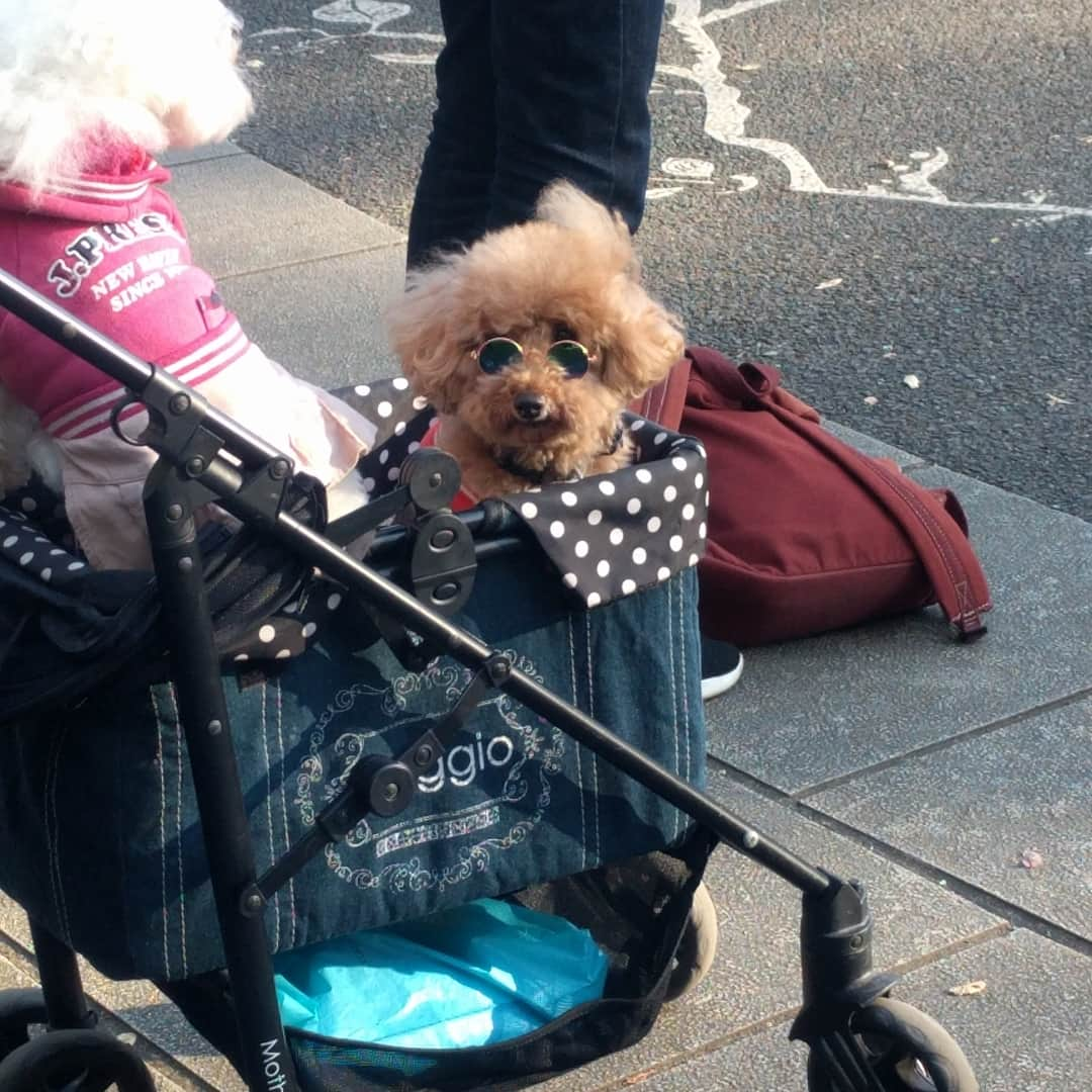 越中睦士さんのインスタグラム写真 - (越中睦士Instagram)「#犬」11月17日 15時29分 - makotokoshinaka