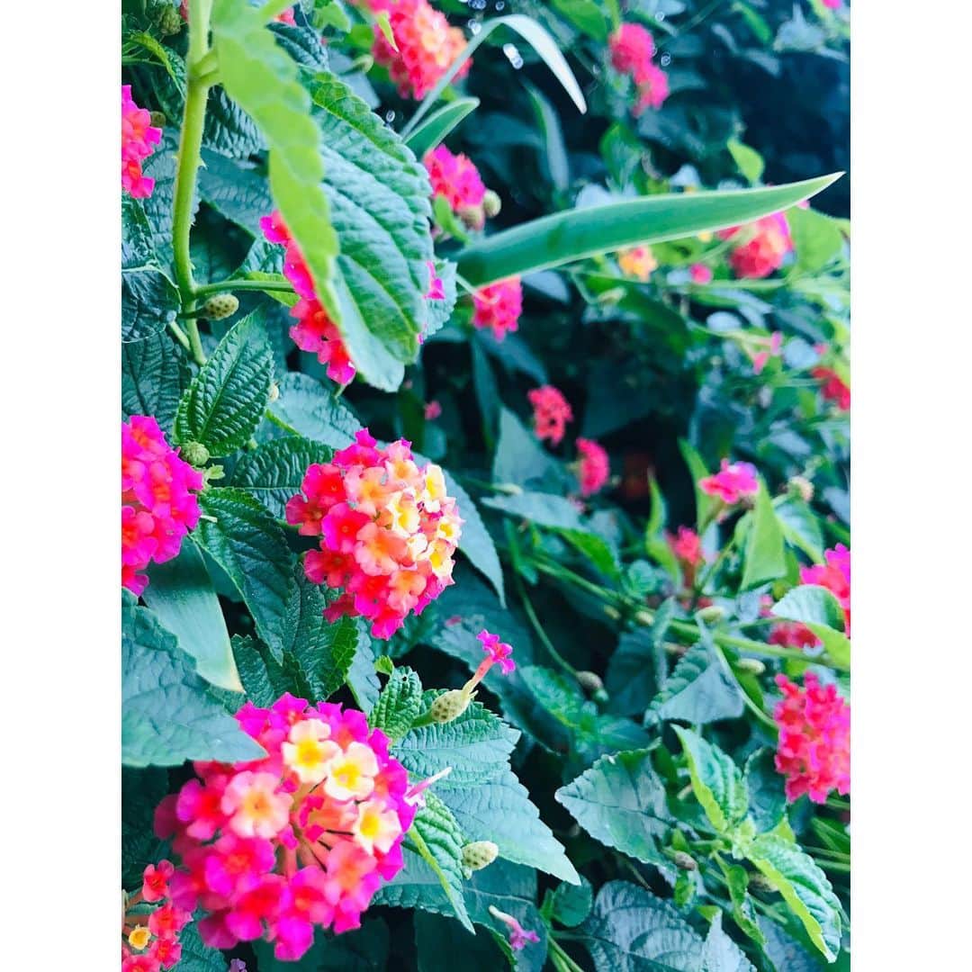 有明ゆなさんのインスタグラム写真 - (有明ゆなInstagram)「かわいいってすごいよね(⁎⁍̴̆Ɛ⁍̴̆⁎) それだけでいいんだもん！ 癒しだよね！ . . . . #公園 #公園で #おはな #お花 #お花好き #癒し」11月17日 15時45分 - ariake_yuna