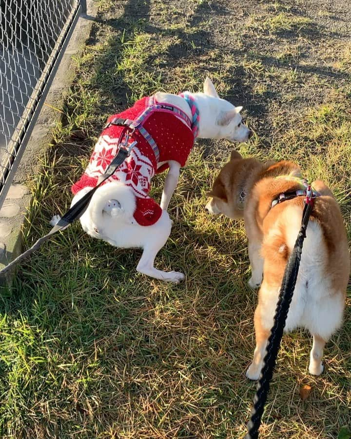 柴犬ハル&保護犬すずのインスタグラム