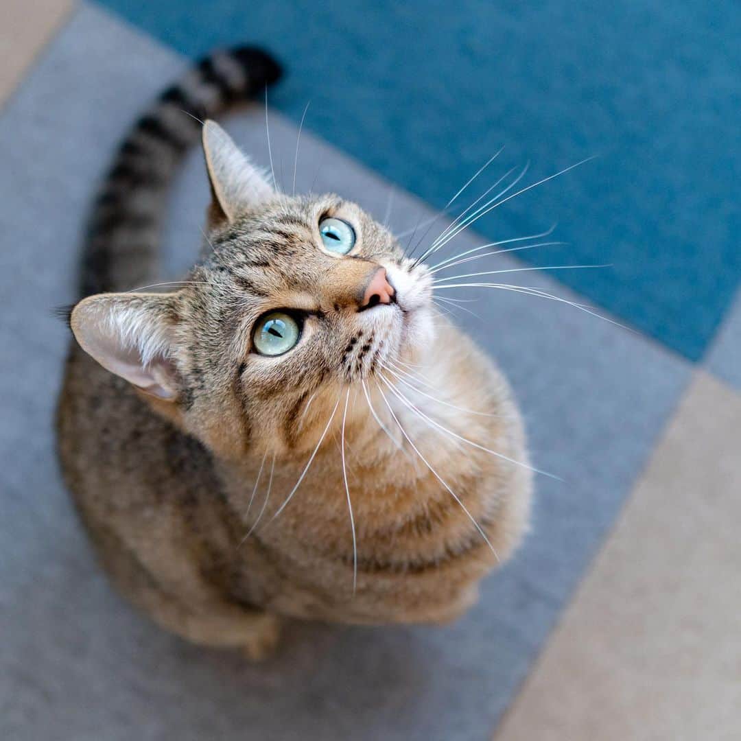 マアルのインスタグラム：「まめたさん #🐱 #北海道 #旭川市 #ペットホテル」