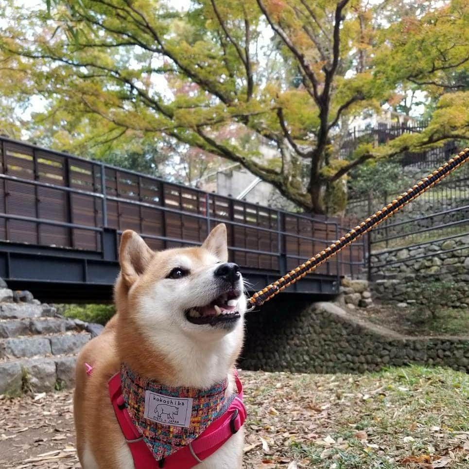 ハナとソラさんのインスタグラム写真 - (ハナとソラInstagram)「* 令和元年11月17日 京都市北区 * こよちゃん 🍁さん まだ赤くなってないわ 赤くなった頃 また見に来よう * #柴犬こよみ #紅葉 #もみじと柴犬 #しばいぬ #しばすたぐらむ #shibainu #ここ柴部 #ここ柴バンダナ #こよみの京都はんなり散歩」11月17日 16時19分 - nsdikm_hanasora