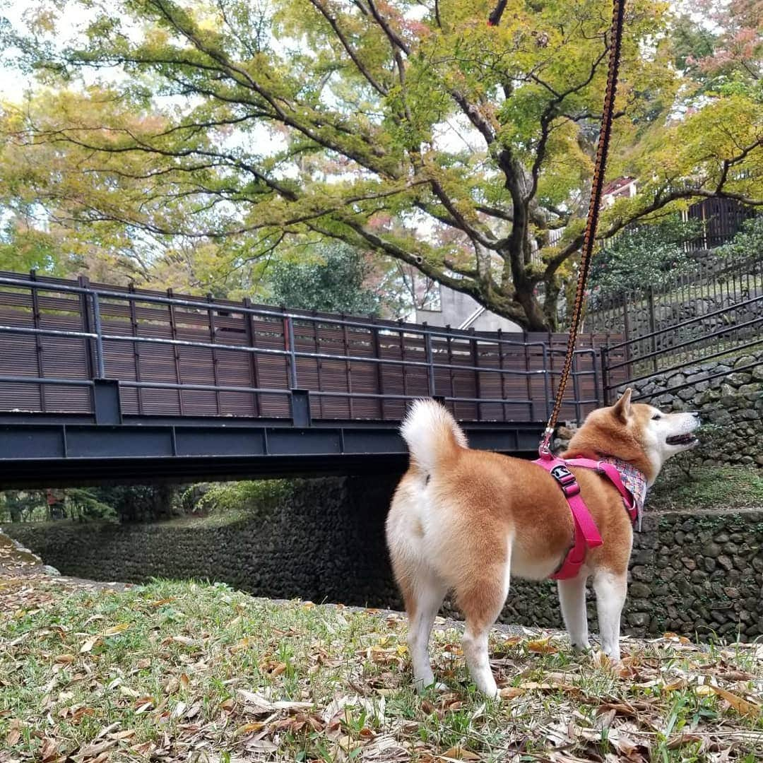 ハナとソラさんのインスタグラム写真 - (ハナとソラInstagram)「* 令和元年11月17日 京都市北区 * こよちゃん 🍁さん まだ赤くなってないわ 赤くなった頃 また見に来よう * #柴犬こよみ #紅葉 #もみじと柴犬 #しばいぬ #しばすたぐらむ #shibainu #ここ柴部 #ここ柴バンダナ #こよみの京都はんなり散歩」11月17日 16時19分 - nsdikm_hanasora