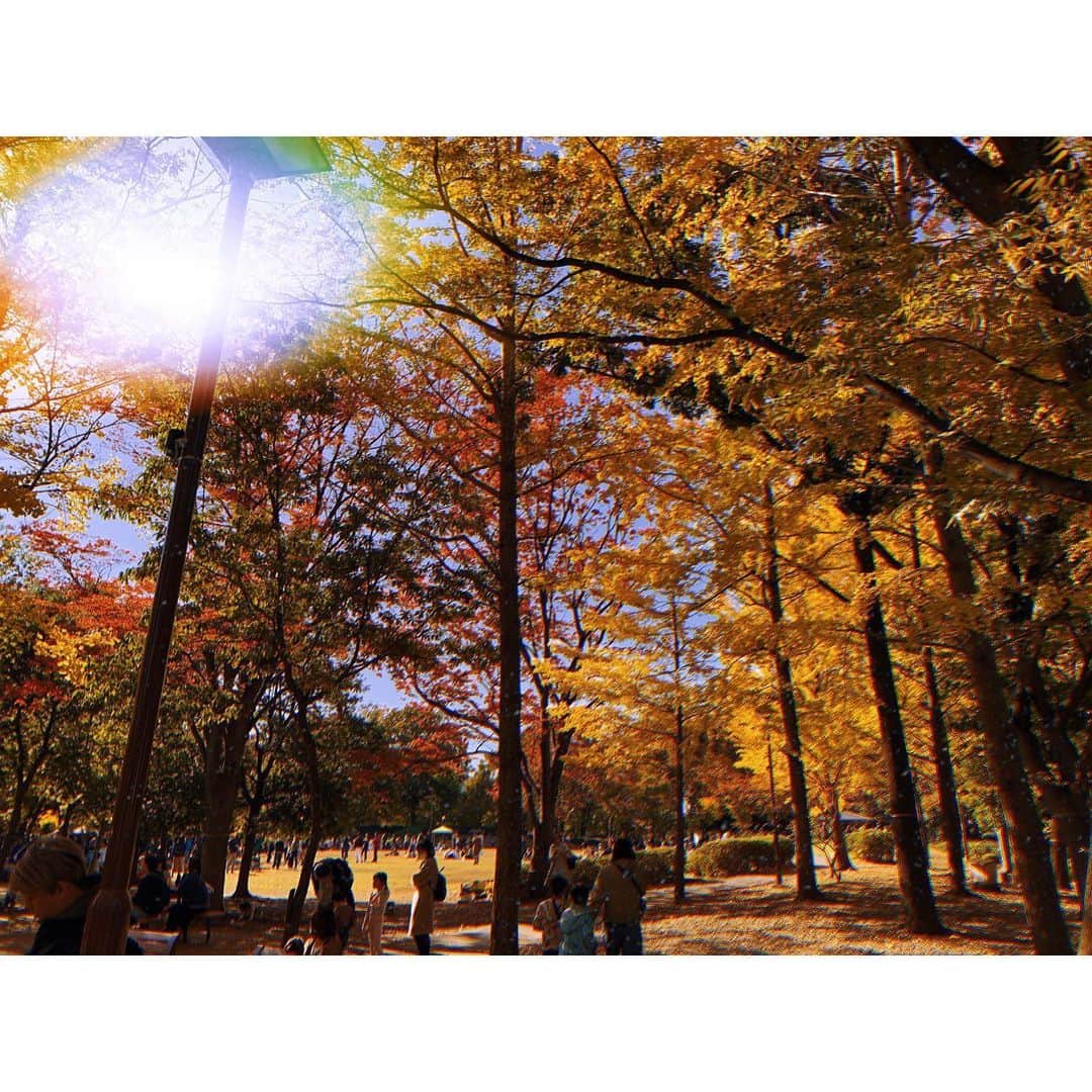 kainatsuさんのインスタグラム写真 - (kainatsuInstagram)「自転車で遠くの公園へ。思いがけず紅葉を楽しめた休日🍁 いい季節だなぁ。」11月17日 16時50分 - natsugram_life