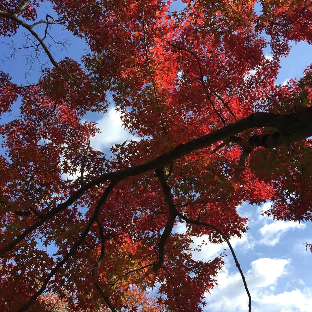 岸田繁さんのインスタグラム写真 - (岸田繁Instagram)「紅青白黄黒」11月17日 16時53分 - kishidashigeru