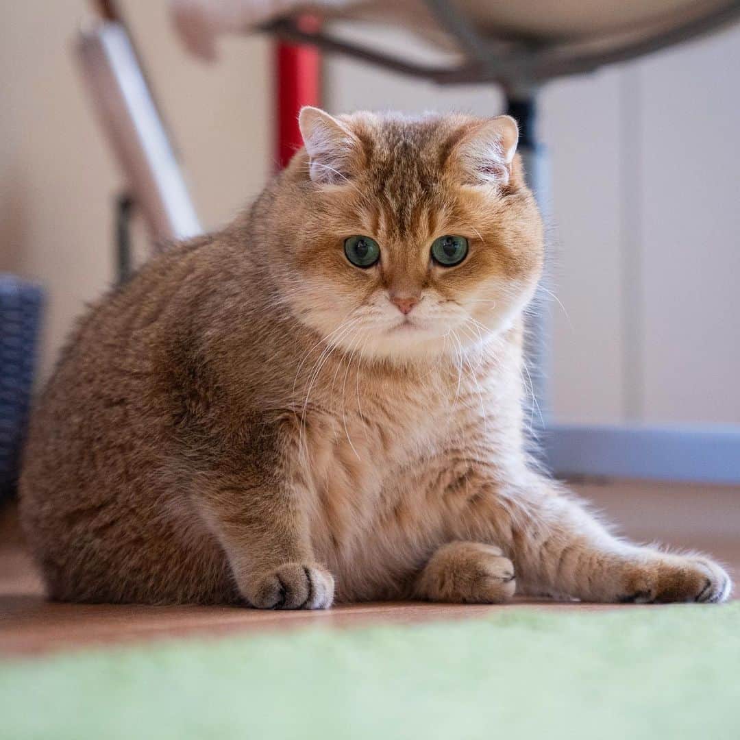Hosicoさんのインスタグラム写真 - (HosicoInstagram)「Repeat this exercise after me 🤸‍♂️」11月17日 17時03分 - hosico_cat