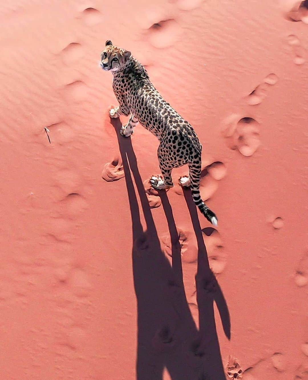 WildLifeのインスタグラム：「Photo by @nooora91 Cheetah on dune in desert. #Wild #Nature #Wildlife #Cheetah #Namibia #Animals #Igs_Africa #Wildeyesa」