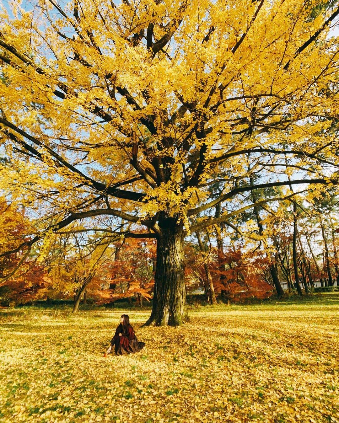 shinichi38さんのインスタグラム写真 - (shinichi38Instagram)「﻿ ﻿ Autumn colors 🍁﻿ ﻿ ﻿ ﻿ Attachment Lens for iPhone﻿ @tokyo_grapher﻿ ﻿ #shotoniphonexsmax﻿ #tg_wide」11月17日 22時40分 - shinichillout54