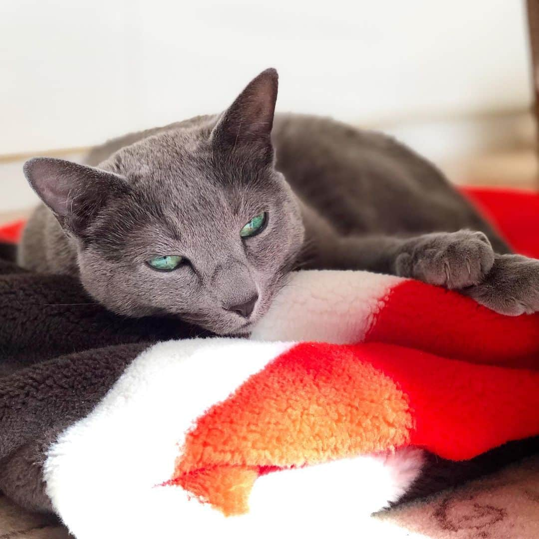 Hari?さんのインスタグラム写真 - (Hari?Instagram)「昼寝日和な毎日だにゃ☀️☀️😪-Azu #helloworld .  #cat #russianblue #猫 #ねこ #ロシアンブルー #chat  #gato #greycat  #greeneyes #emeraldeyes #ふわもこ部 #にゃんすたぐらむ  #みんねこ  #INSTACAT_MEOWS #catstocker #meowsandwoofs #excellent_cats #meowvswoof #catsofworld #TopCatPhoto  #cutepetclub #IgAnimal_Snaps #cat_features #bestmeow #petoftoday」11月17日 22時43分 - koteazu2