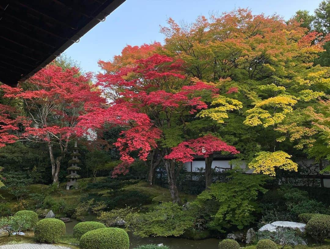 稲木ジョージのインスタグラム：「Koyo in Kyoto is the best 🍁✨ どんなことが起きるかわからない、行き当たりばったりで最強の大人の修学旅行でした🤯人生の先輩方をみて、大人になっても無邪気で、遊びごころがあって、「いま」を生きようと自分に誓いましたとさ😌大人になることがより楽しみになった🤩」