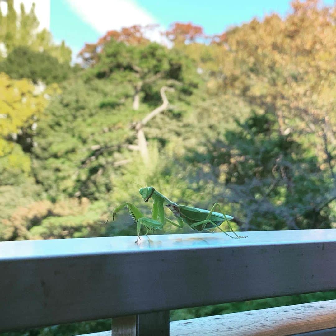 栗原由佳のインスタグラム：「We had a guest at our lunch table😆」