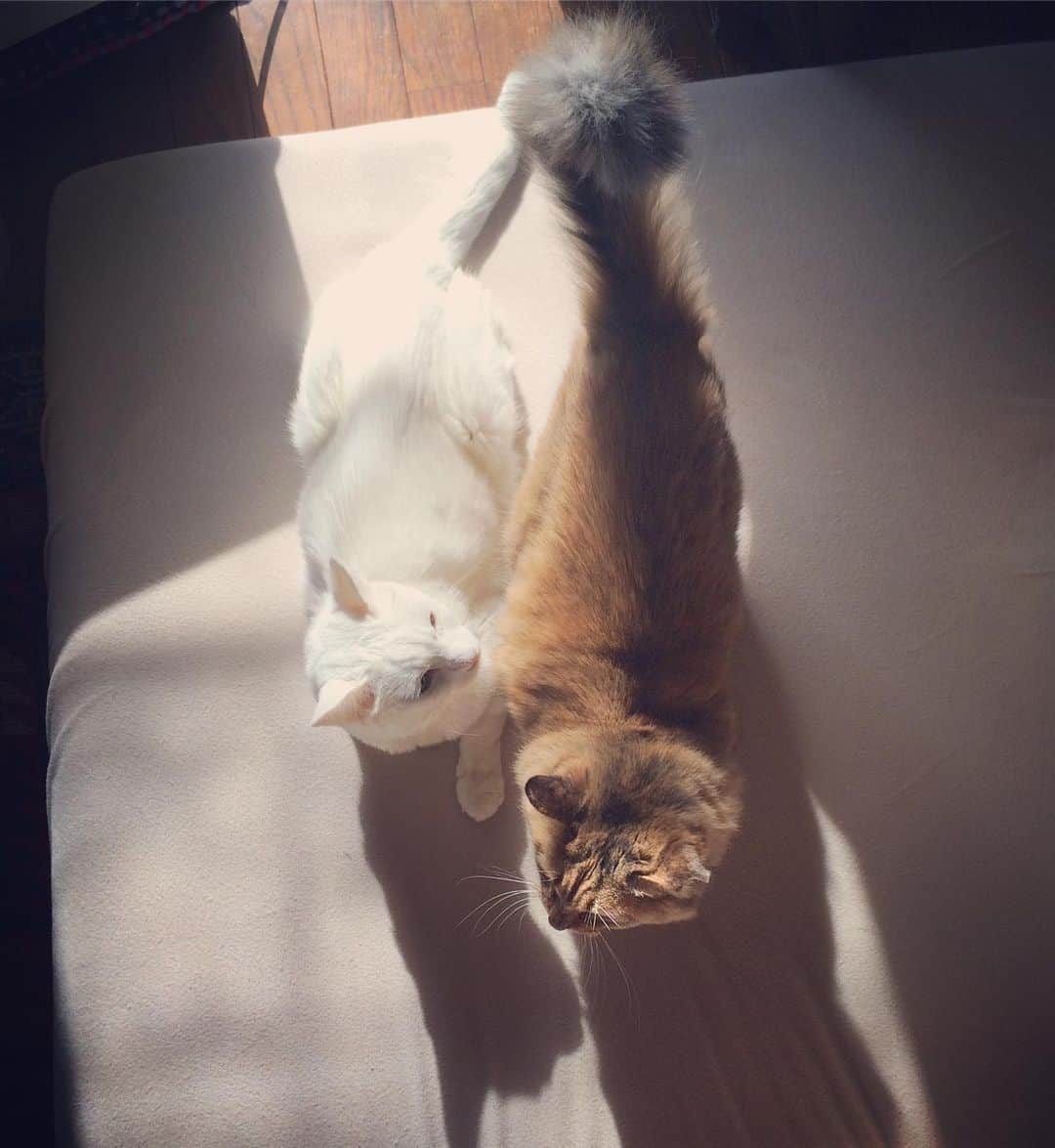 岡田屋鉄蔵さんのインスタグラム写真 - (岡田屋鉄蔵Instagram)「今日は温かいので二匹共に日向ぼっこです。」11月17日 17時48分 - nabhamab