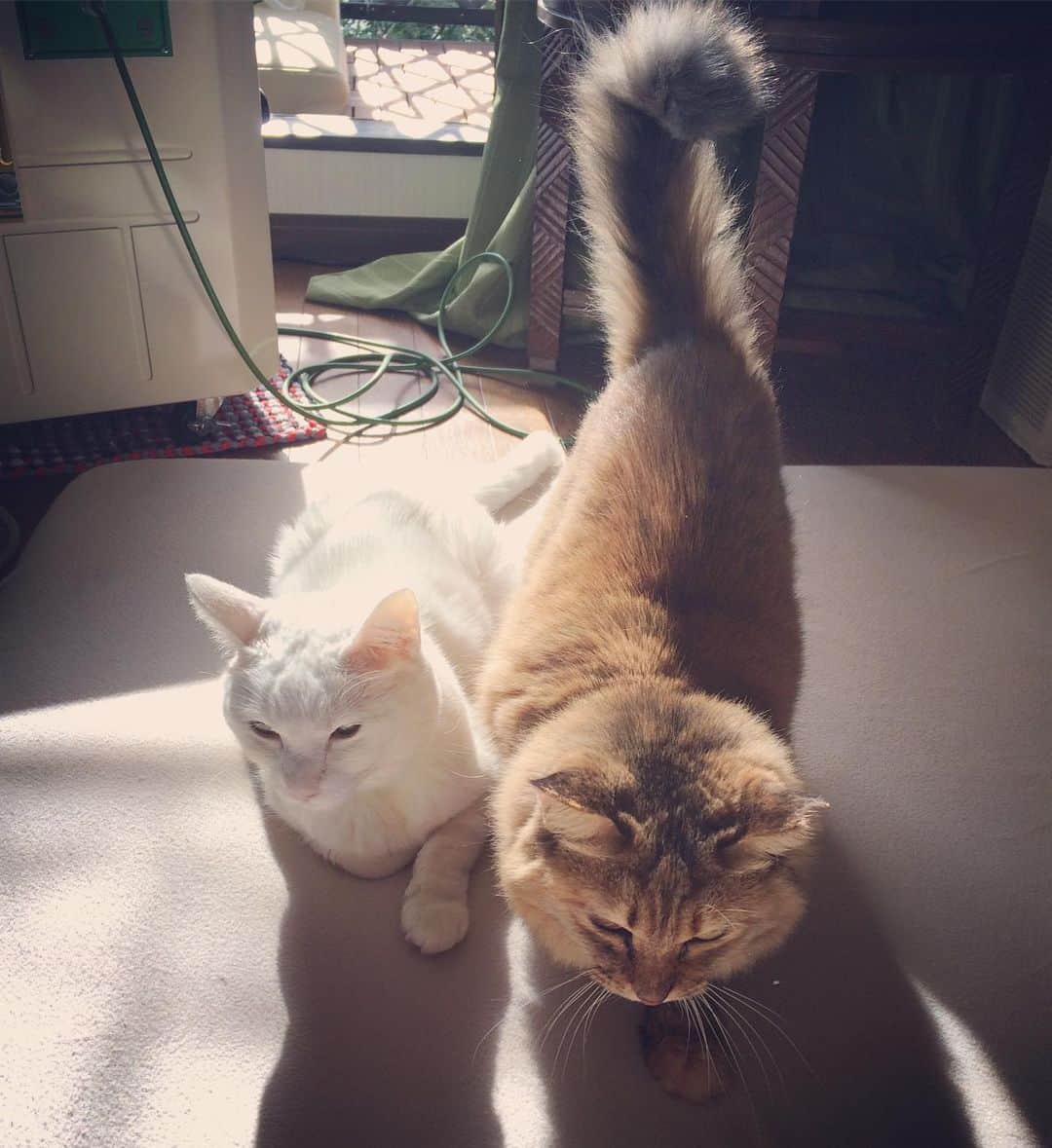 岡田屋鉄蔵さんのインスタグラム写真 - (岡田屋鉄蔵Instagram)「今日は温かいので二匹共に日向ぼっこです。」11月17日 17時48分 - nabhamab