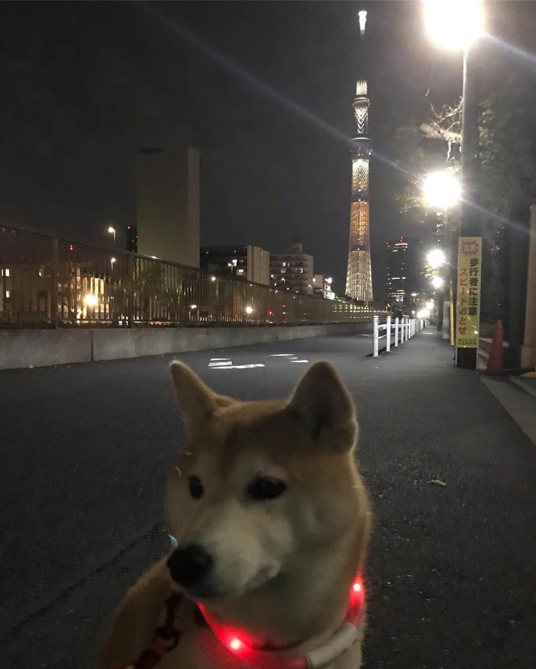 柴犬のモモさんのインスタグラム写真 - (柴犬のモモInstagram)「本日の #スカイツリー は特別ライティング、ピカチュウコラボだそうです。17:30からということで待機して動画撮りましたが、結局ライティングが始まったのは17:40からでした #いぬ #イヌ #犬 #柴犬 #赤柴 #日本犬 #犬バカ部 #ふわもこ部 #いぬら部 #癒しわんこ #柴犬マニア #犬のいる暮らし #口角キュキュッと部 #shiba #shibainu #shibadog #dogstagram #dogsofinstagram #shibastagram #shibasofinstagram #shibamania #inu #instadog #toyota_dog」11月17日 18時31分 - shi_ba_i_nu_momo