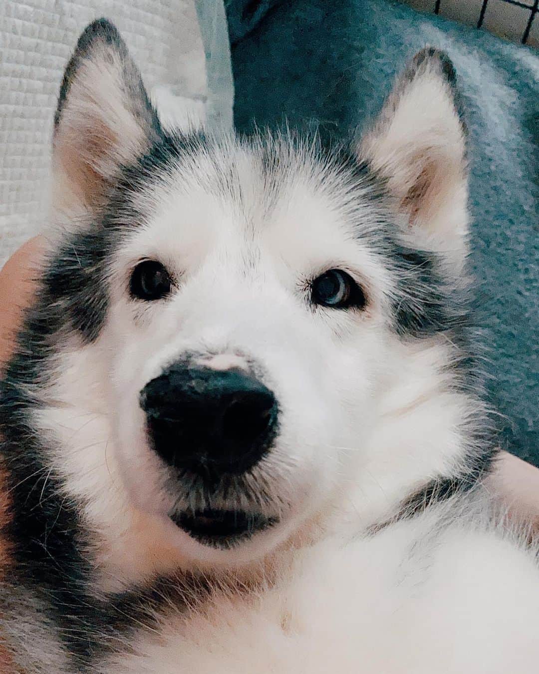 r_oseのインスタグラム：「Double tap on my nose, please ❤️〰️」