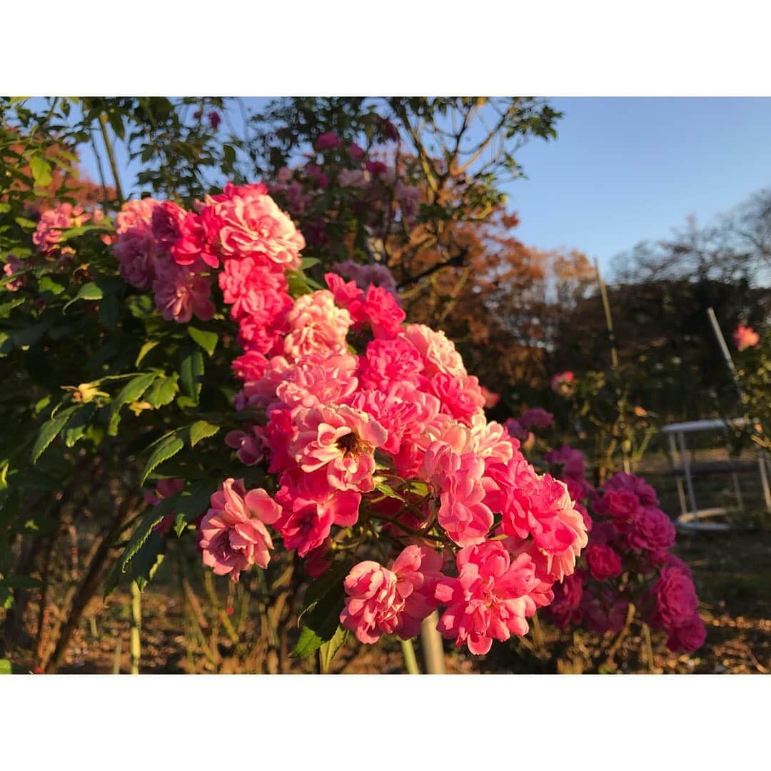 石橋静河さんのインスタグラム写真 - (石橋静河Instagram)11月17日 18時45分 - shizuka_isbs