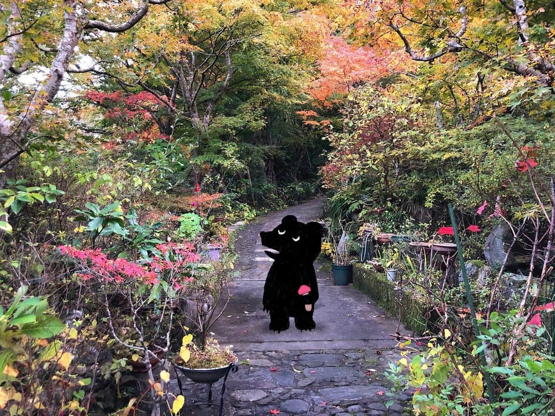 合田経郎のインスタグラム：「秋のお庭で。　 #らくがき生活  #深沢小さな美術館」
