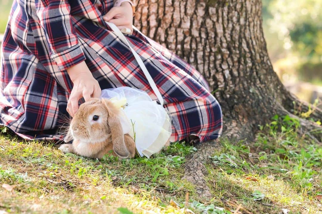 usagraphさんのインスタグラム写真 - (usagraphInstagram)「今日あたたかくてうさんぽ日和だったのに体調悪くて行けず、、、 水曜から気温が下がるしもう今年は行けないのかしら😞 ＊ ＊ ＊ #セルフポートレート #うさぎ #rabbit #bunny #ふわもこ部  #WeeklyFluff #igersjp  #tokyocameraclub #東京カメラ部  #神戸カメラ部  #bunnystagram  #myfujilove  #今日もx日和 #xt3 #xf90mmf2  #うさぎ部 #ホーランドロップ #hollandlop  #ファインダー越しの私の世界 #art_of_japan #aoj_bokeh」11月17日 19時30分 - usagraph