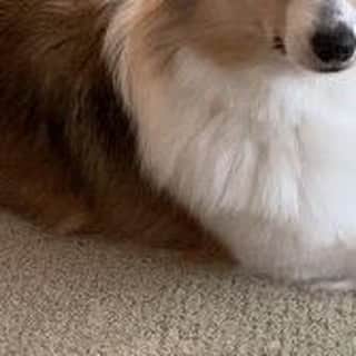 DogHuggyのインスタグラム