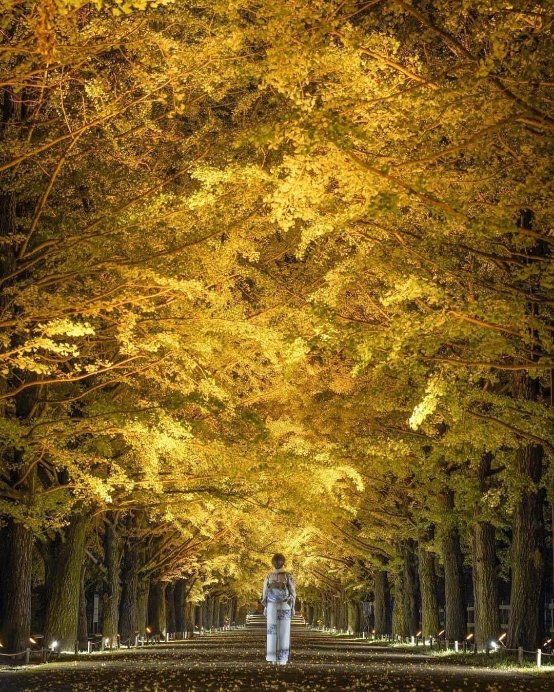 旅行メディア・じゃらん〈公式〉さんのインスタグラム写真 - (旅行メディア・じゃらん〈公式〉Instagram)「【 #国営昭和記念公園 】 ついに見頃。東京都立川市の昭和記念公園のイチョウ並木。 日本庭園・かたらいのイチョウ並木で、 紅葉ライトアップイベント「秋の夜散歩」が 開催中です。 . . . ━━━━━━━━━━━━━━━ 📍 国営昭和記念公園 住所 / 東京都立川市緑町3173 アクセス / 立川駅から徒歩で15分 イベント情報 / 「秋の夜散歩」開催期間：～11/24（日）・11/29（金）・11/30（土）・12/1（日） . 📷 photo by  @tetsu_photo2 ━━━━━━━━━━━━━━━ 📎 【 #じゃらんおすすめ_関東 】 📎 【 #じゃらんおすすめ_東京 】 ━━━━━━━━━━━━━━━ . . #jalan_travel からpick upしました🔍 ステキなお写真ありがとうございました😊 . . ☑ お出かけの際は、詳しい情報をお調べの上お出かけください。 ☑ #jalan_travel をつけて、おでかけの写真を投稿してね♪ 　このアカウントやじゃらんニュース・pintarestで紹介します！ （撮影日・場所の情報があると嬉しいです） . . . #東京 #東京観光 #東京旅行 #立川 #昭和記念公園 #イチョウ並木 #じゃらん #観光 #観光地 #観光スポット #旅行 #旅行好きな人と繋がりたい #旅行好き #カメラ女子 #カメラ男子 #写真好きな人と繋がりたい #ファインダー越しの私の世界  #Japan #travel #travellers #trip #jalan #japantravelphoto #japantrip #japantravel、」11月17日 20時00分 - jalan_net