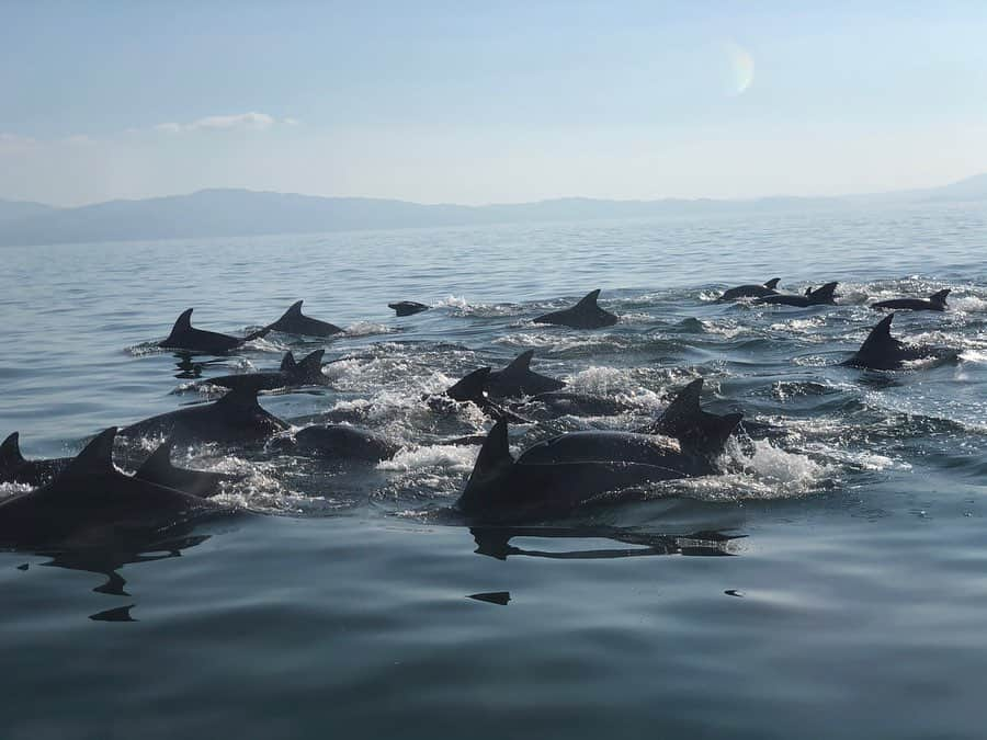 大戸千絵さんのインスタグラム写真 - (大戸千絵Instagram)「野生のいるか🐬 地球が愛おしい🌏  #すこし前の思い出 #天草 #九州」11月17日 20時18分 - chie_ohto