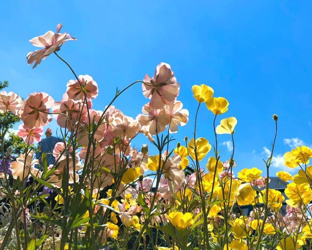 理絵さんのインスタグラム写真 - (理絵Instagram)「🌸🌼🌸 .  #flowers #flower #fiore #꽃 #花 #tokyo #japan」11月17日 20時29分 - ____rie____