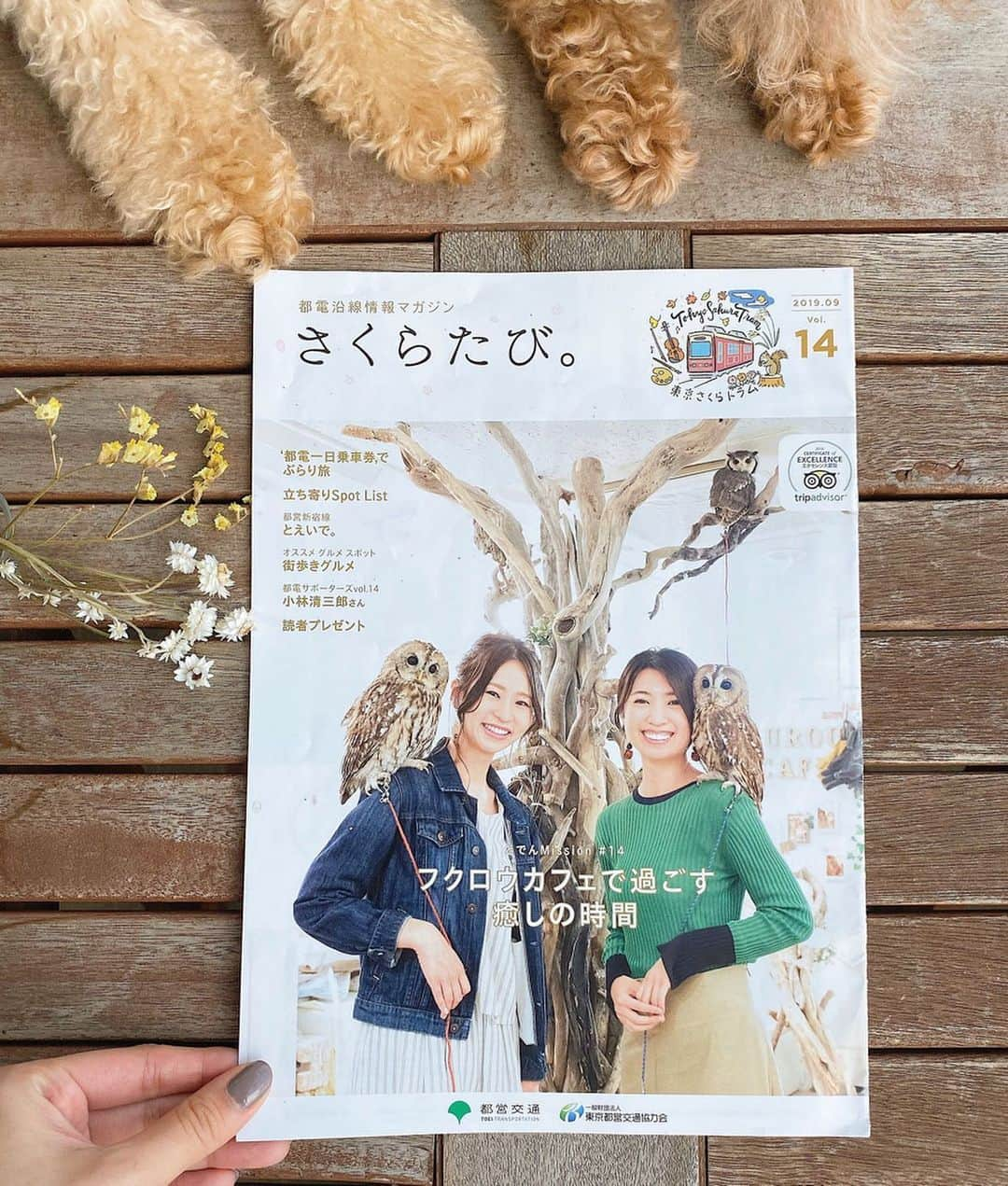 mikicoco00のインスタグラム：「* * 「さくらたび」 今回は、ふくろうカフェへ🦉🌿 * * 撫でると気持ち良さそ〜に 目が無くなる所が可愛いかった♡ 肩や頭に乗せての撮影は内心ドキドキ😳笑 * * 癒されたい方は是非♪ 動物って癒し効果が本当にすごいなぁ〜❁⃘*.ﾟ * * * * #おてて#あんめる  #さくらたび #東京さくらトラム#お散歩 #荒川都電#撮影#表紙#model #都電沿線情報マガジン#都電荒川線  #いけふくろうかふぇ#フクロウ#カフェ」