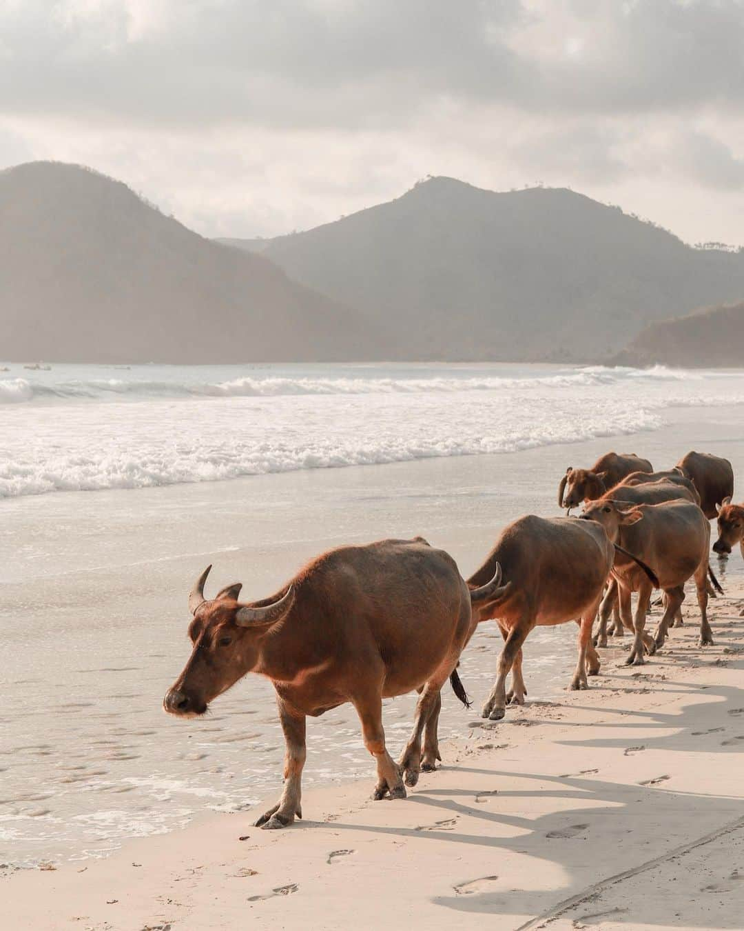 八代健さんのインスタグラム写真 - (八代健Instagram)「Lombok Traffic 🐃🇮🇩 #lombokisland #selongbelanakbeach #CanonThailand」10月24日 21時56分 - kenyashiro