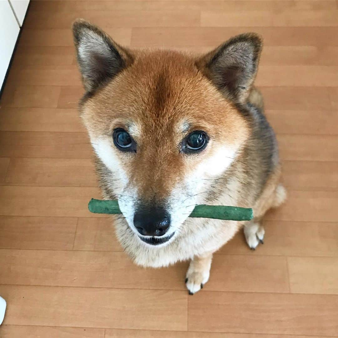 柴犬はなこ Shibainu Hanakoさんのインスタグラム写真 - (柴犬はなこ Shibainu HanakoInstagram)「Why aren't you satisfied!?🥺 オヤツあげたのに、なんでその顔なのっ！？ #shiba #dog #shibainu #犬 #柴犬」10月24日 21時58分 - kiki_beee