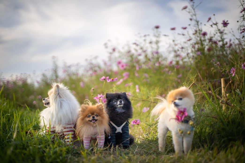 ポテチンさんのインスタグラム写真 - (ポテチンInstagram)「Walk in the park with my friends  All photos by @pom.kotenicolocco」10月24日 22時27分 - pom.potechin