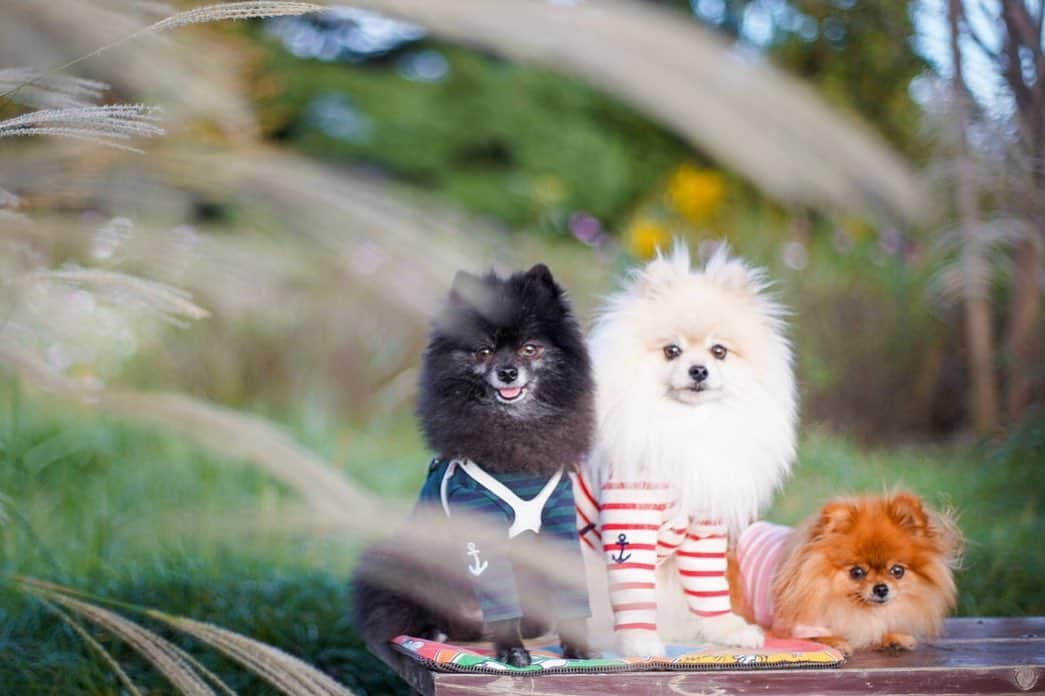 ポテチンさんのインスタグラム写真 - (ポテチンInstagram)「Walk in the park with my friends  All photos by @pom.kotenicolocco」10月24日 22時27分 - pom.potechin